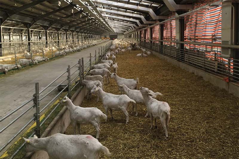 Back From China, Talking Goat Herds On A Massive Scale
