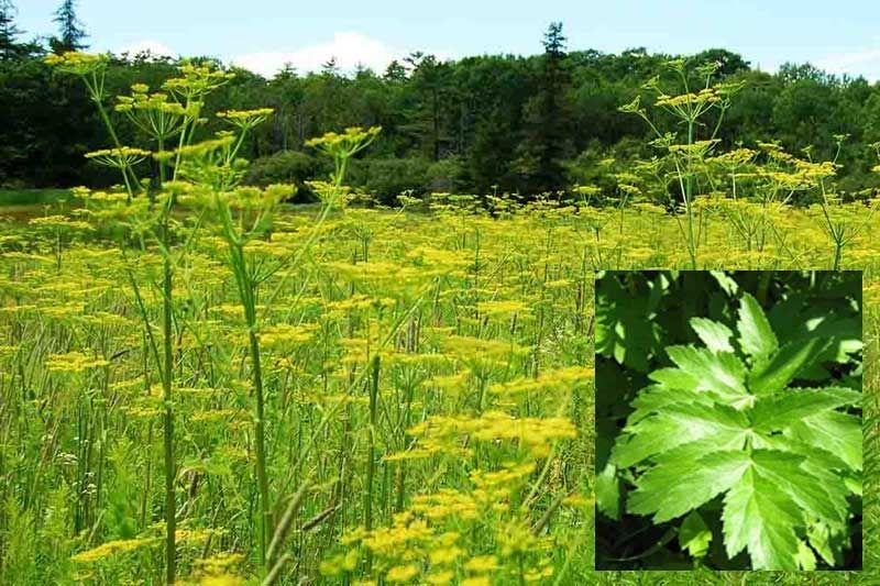 Wild Parsnip a growing concern