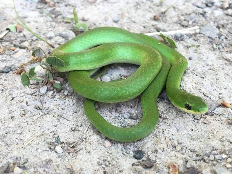 Be Not Afraid: The Snakes of The Frontenac Area Are Harmless!