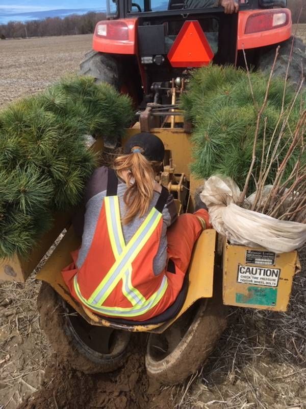 Tree Planting with the 50 Million Tree Program