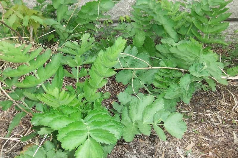 Sydenham High’s Wild Parsnip Bed