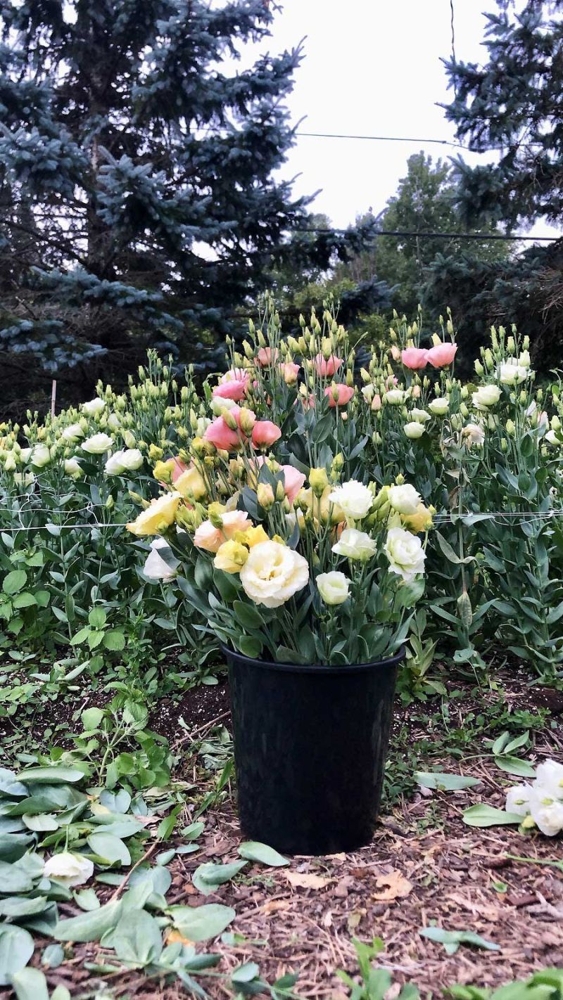 Petal To The Metal: Advice On Flower Gardening In 2026