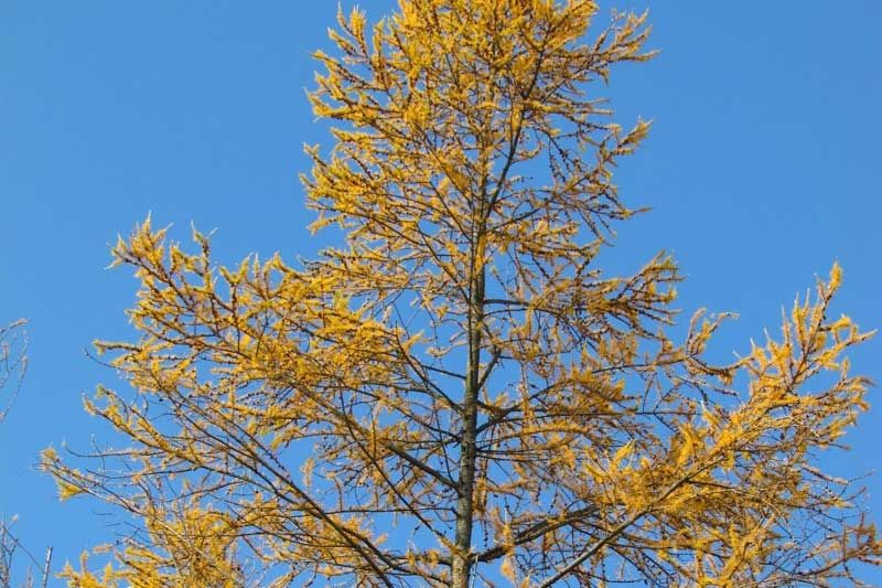 Tamaracks (Eastern Larch)