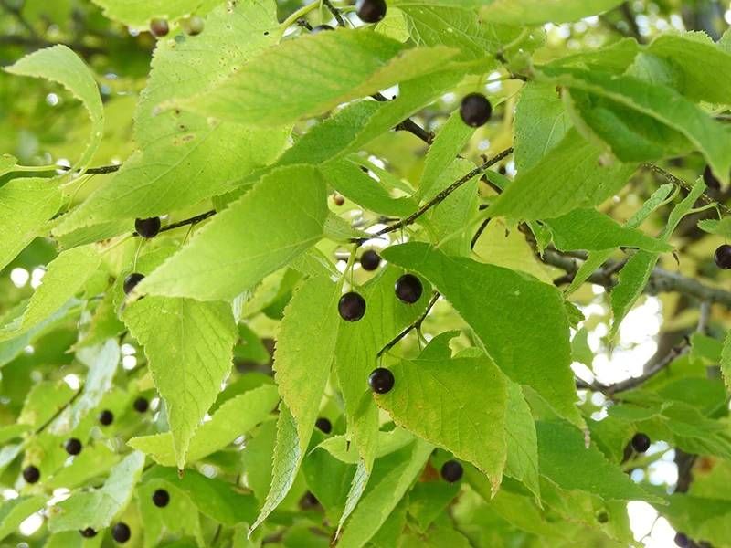 AH Residents to Pick Up Seedlings at Township Office