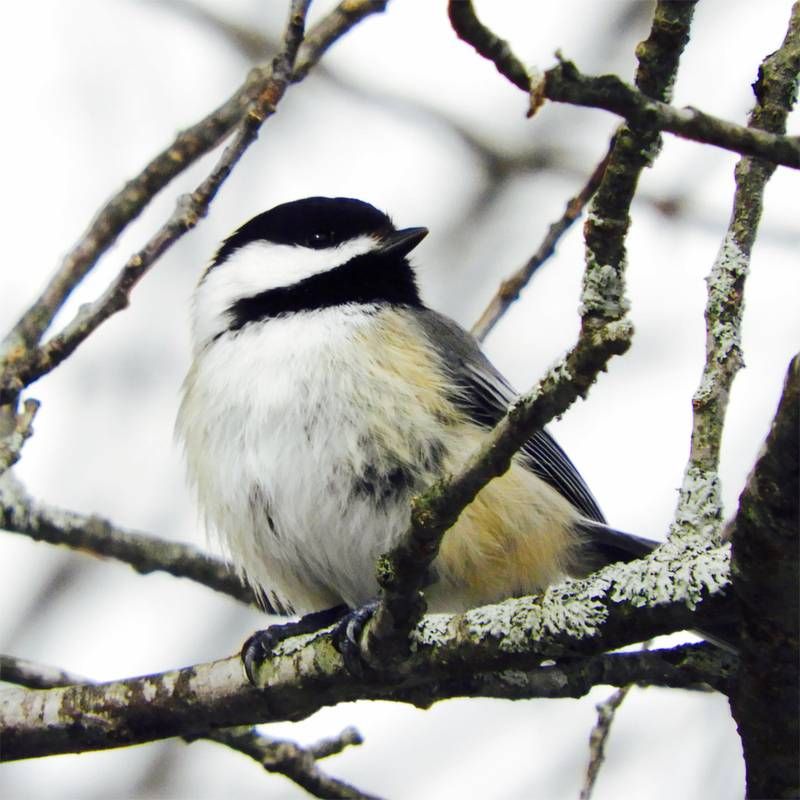 Christmas Bird Count