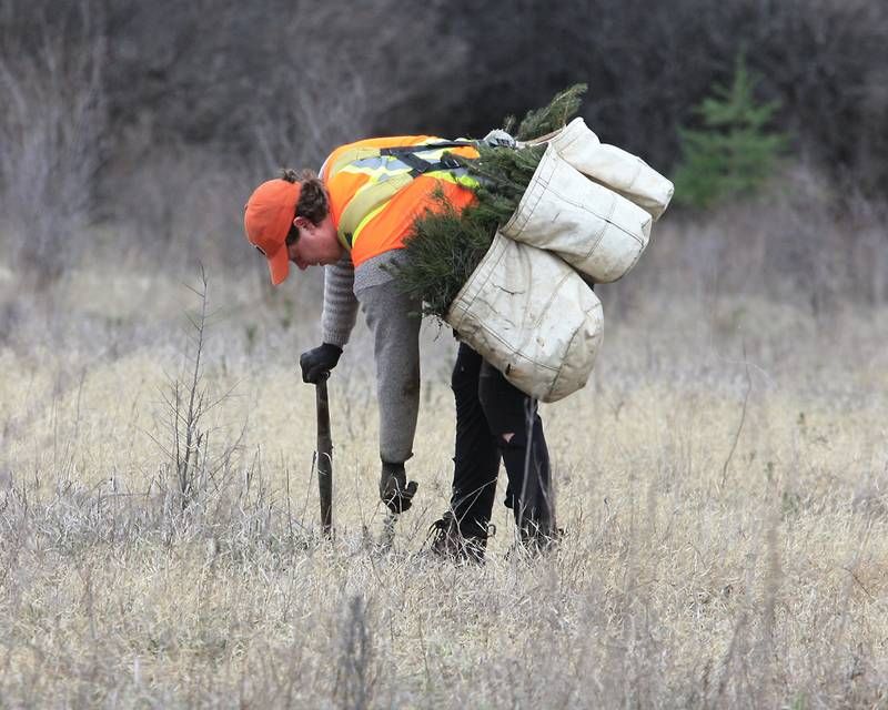 Tree Planting Protects Properties Against Extreme Weather
