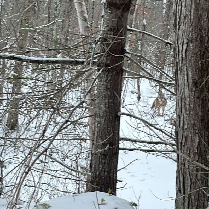Wolf Pack Gives Hunter a Scare