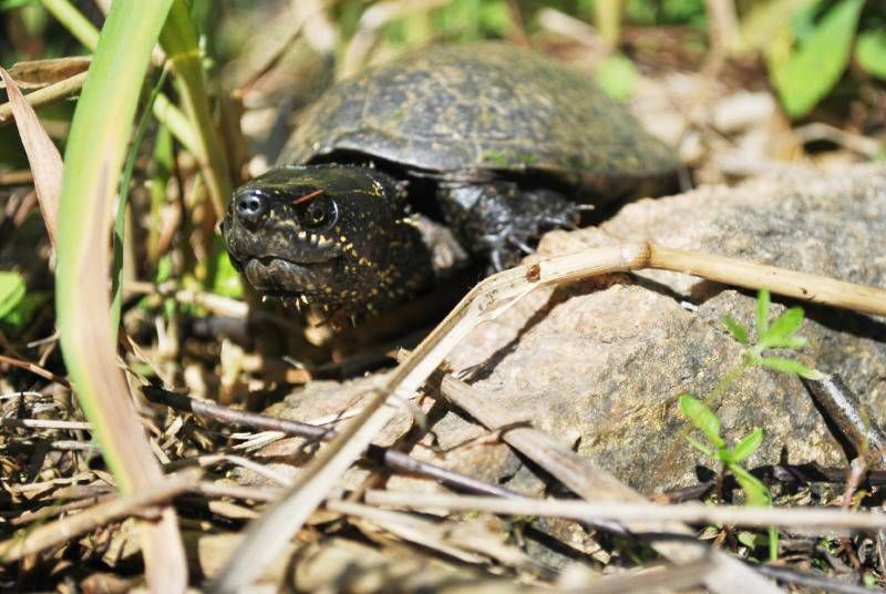 How to help an injured turtle … and more from the Turtle Conservation Centre