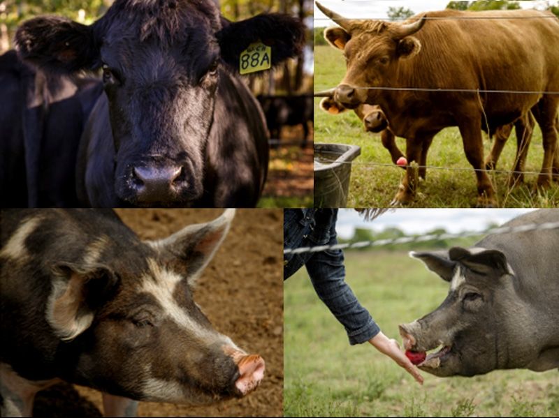 Dearth of abattoirs threaten the growth of local, small scale meat options.