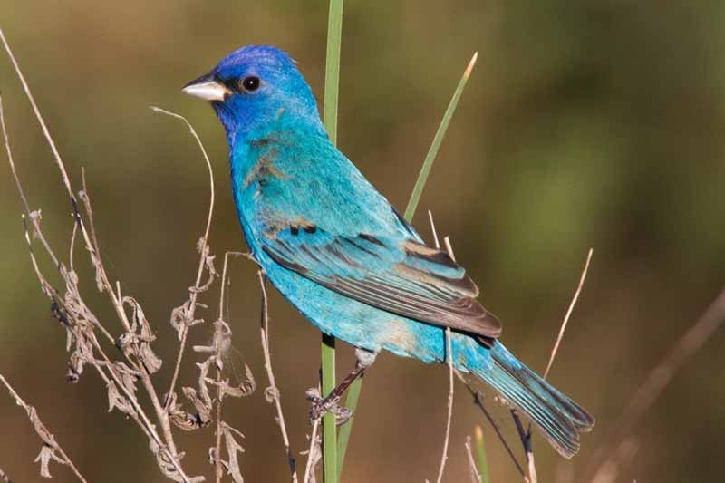 Indigo Bunting
