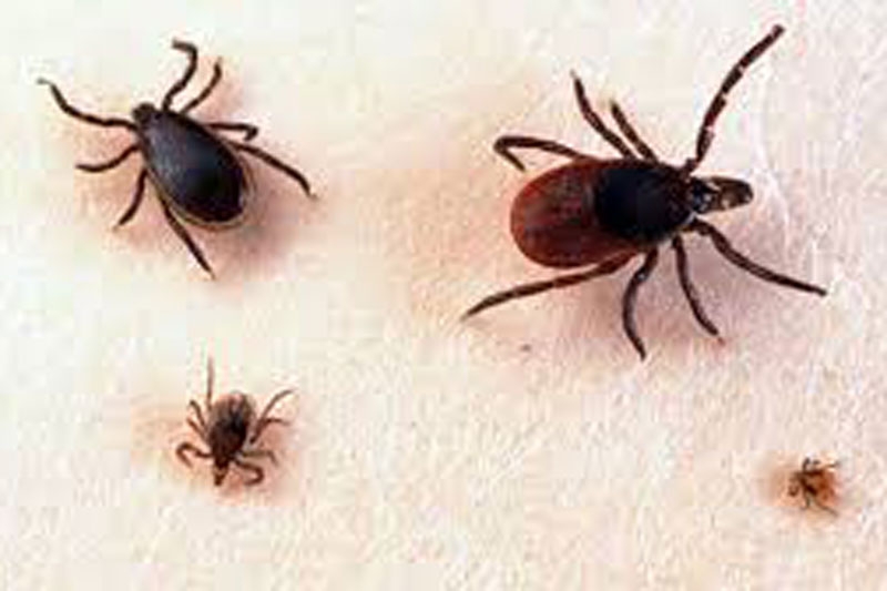 Lyme Disease Unites Political Opposites