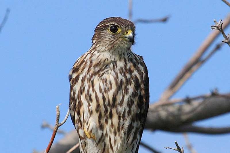Merlin – the hunter