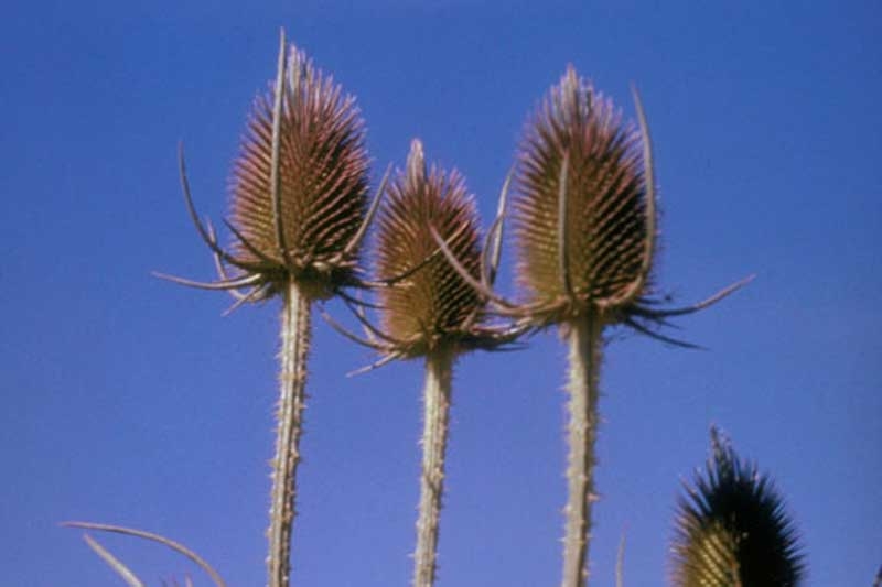 Nature's Velcro