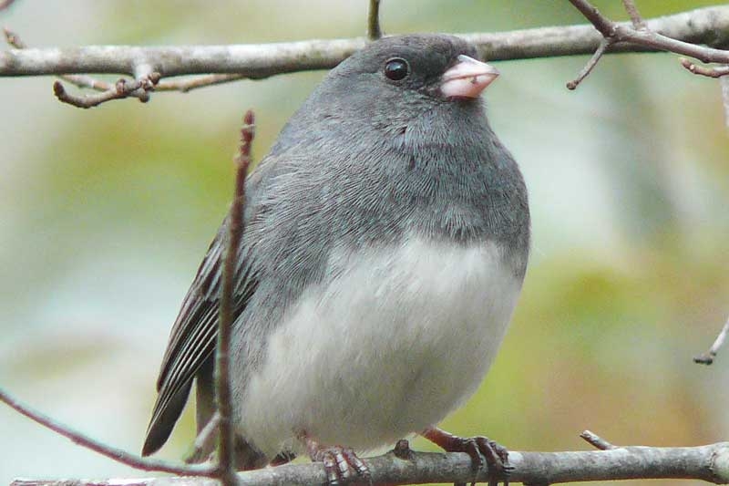 October Birds