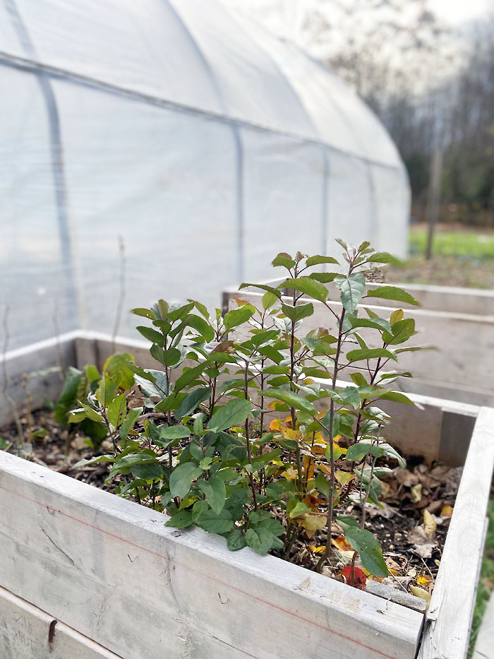 The Nuts & Bolts Of Fruits & Nuts:  Growing Trees From Seed. 
