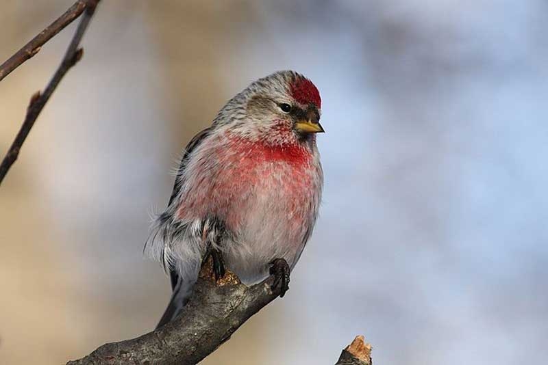 Redpolls and other winter birds
