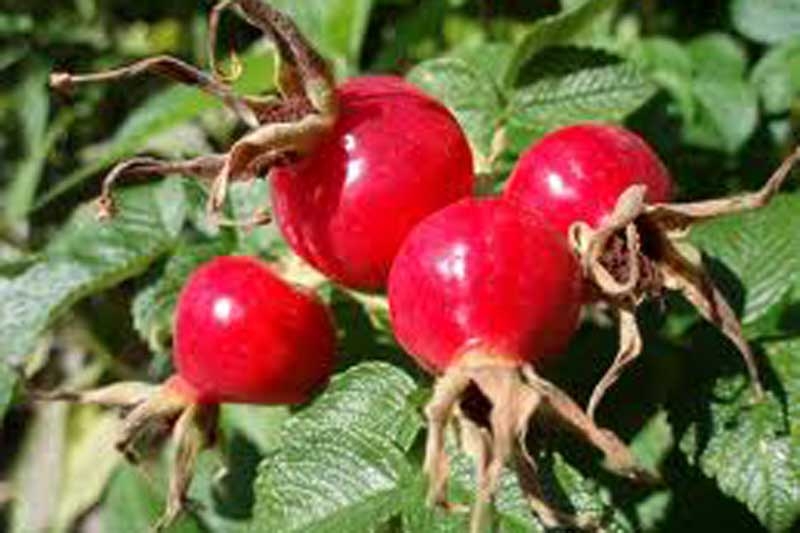 Rose Hips & Acorns