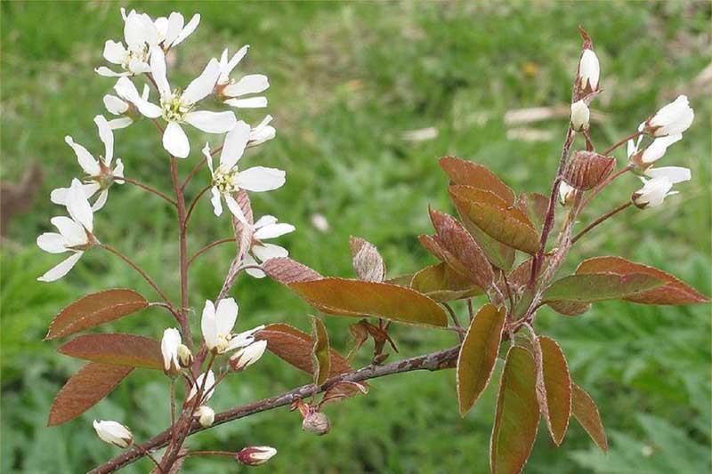 Serviceberries