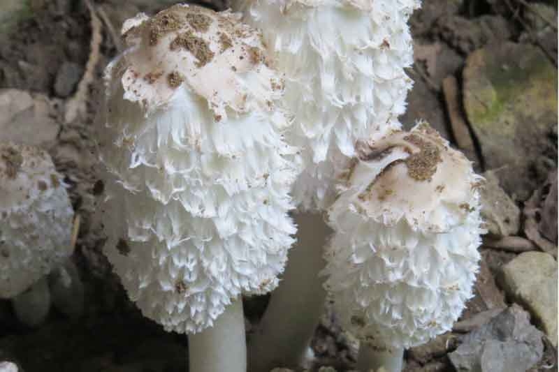 Shaggy manes
