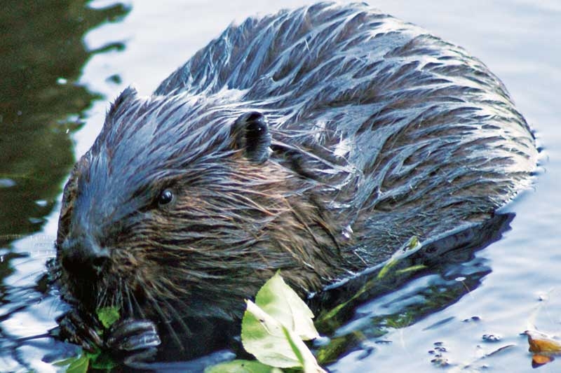 Stewardship Councils Talk About Beavers
