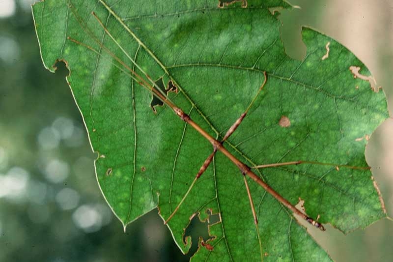 Stickbugs