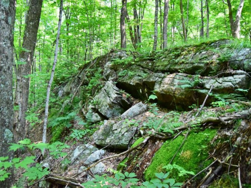 The Mississippi Land Trust is Working Hard to Acquire 2 New Properties In North Frontenac