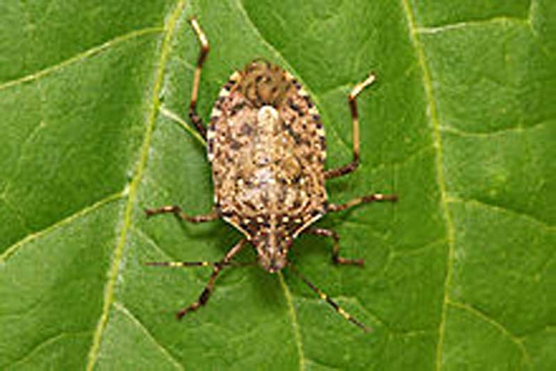 The Brown Marmorated Stink Bug