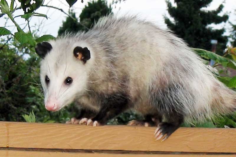 The Oppossum