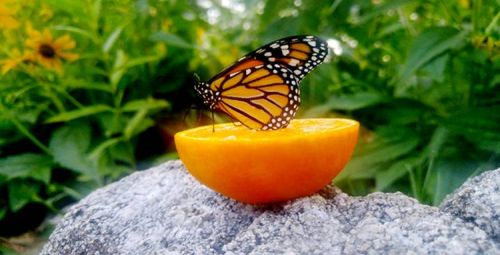 Monarch Butterfly enjoying orange nectar in Susan’s garden.