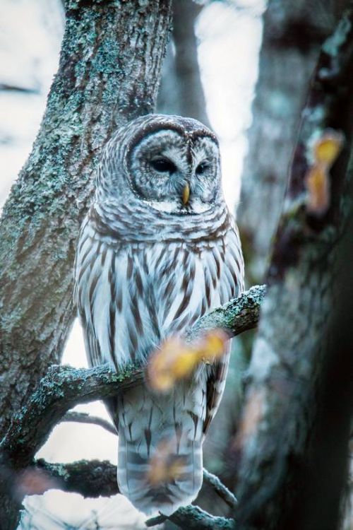 Barred Owl, photo taken by naturalist Bill Kendall of Verona.