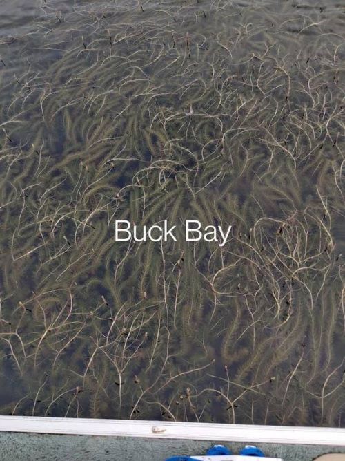 Eurasian Milfoil growing in Buck Bay on Mazinaw Lake.