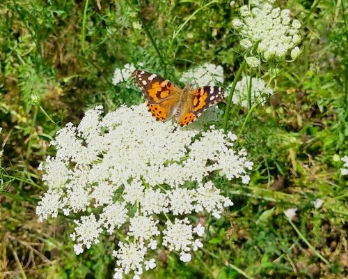 Southern Frontenac Community Services hosted a Butterfly Release on Saturday, July 11.