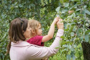 Open Farms 2019 - Apples - Photo by Suzy Lamont