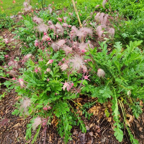 Prairie Smoke