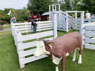 Shortly after his arrival at Railway Heritage Park in Sharbot Lake, the Hereford makes a break for it as the grass is cut in the stock pen.